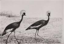 Black crowned crane - Iman Shaggag