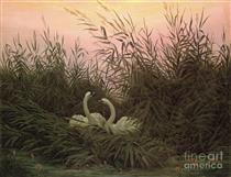 Cygnes dans les roseaux à la première aube - Caspar David Friedrich
