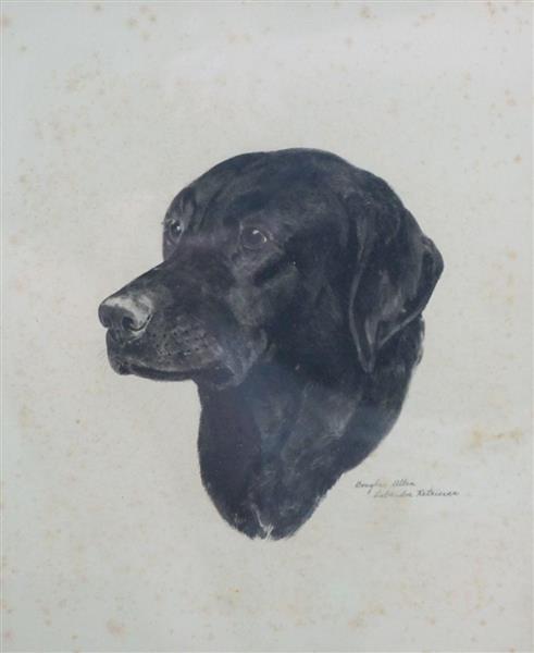 Labrador Retriever - Douglas Allen