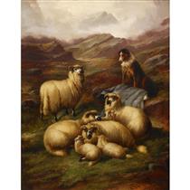 HIGHLAND SHEEP WITH DOG - John Gifford