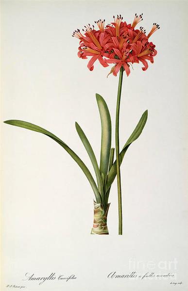 Amaryllis Curvifolia - Pierre Joseph Redoute