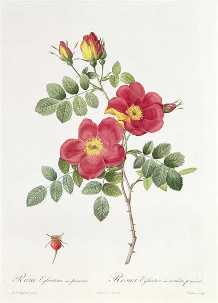 Rosa Eglantera Punicea - Pierre Joseph Redoute