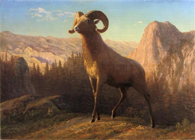 A Rocky Mountain Sheep, Ovis, Montana, c.1879 - Альберт Бирштадт