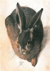 Hare - Albrecht Dürer