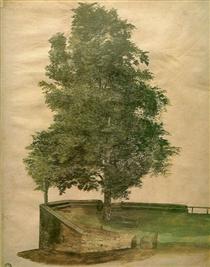 Linden Tree on a Bastion - Albrecht Dürer