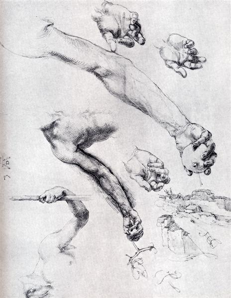Three Studies From Nature For Adam`s Arms, 1504 - Albrecht Durer