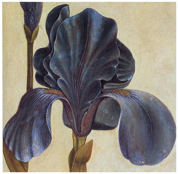 Troiana Iris (Detail) - Alberto Durero