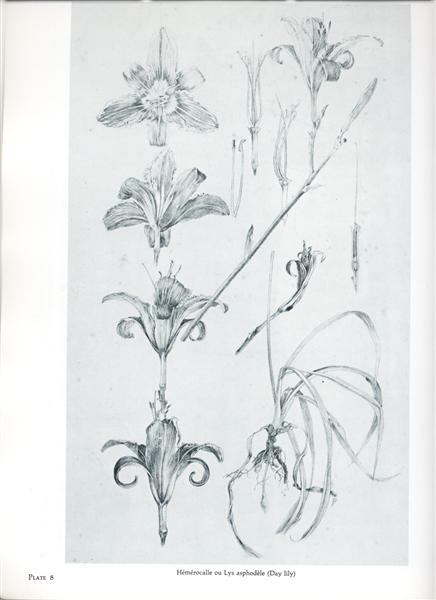 Documents décoratifs: final study for Plate 25, featuring studies of lily, 1901 - 1902 - Альфонс Муха