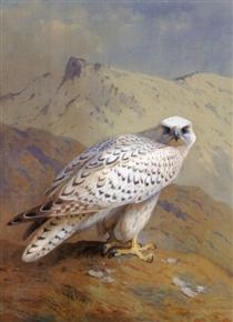A Greenland, or Gyr Falcon - Archibald Thorburn