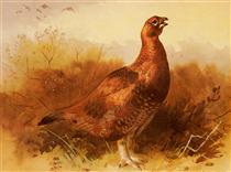 Cock Grouse - Archibald Thorburn