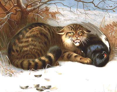 Wildcat - Archibald Thorburn