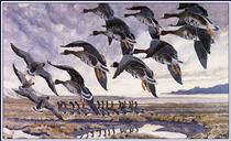 Alighting Whitefronts - Charles Tunnicliffe