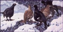 Black Grouse - Charles Tunnicliffe