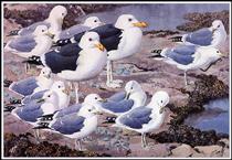 Gull Gallery - Charles Tunnicliffe