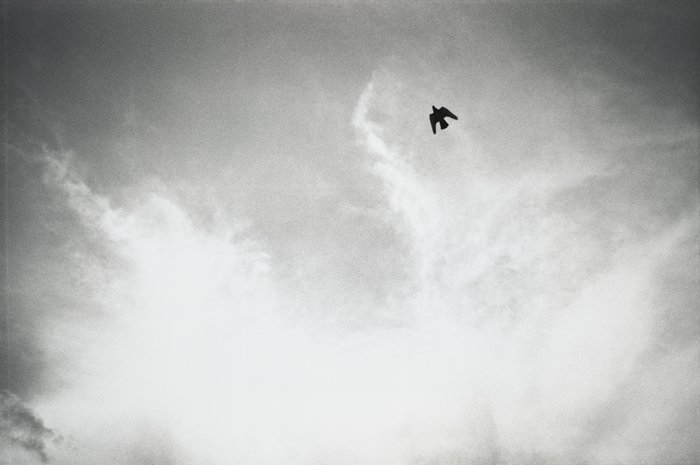 "Untitled", 1993 - Felix Gonzalez-Torres