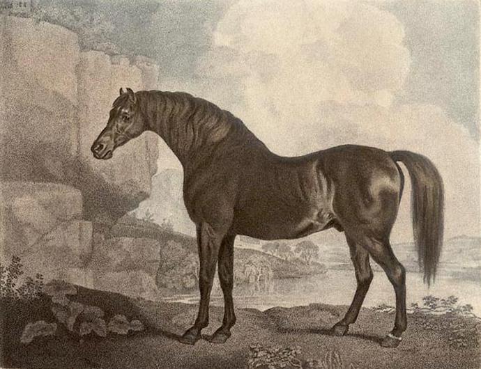 Marske Horse - George Stubbs
