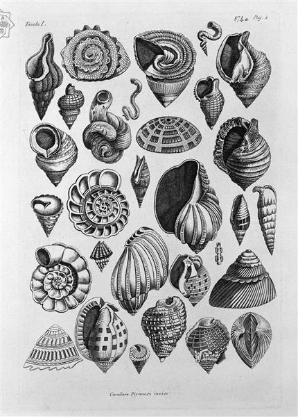 Various shells taken from the real - Джованни Баттиста Пиранези
