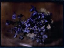 Violets - Heinrich Kuhn