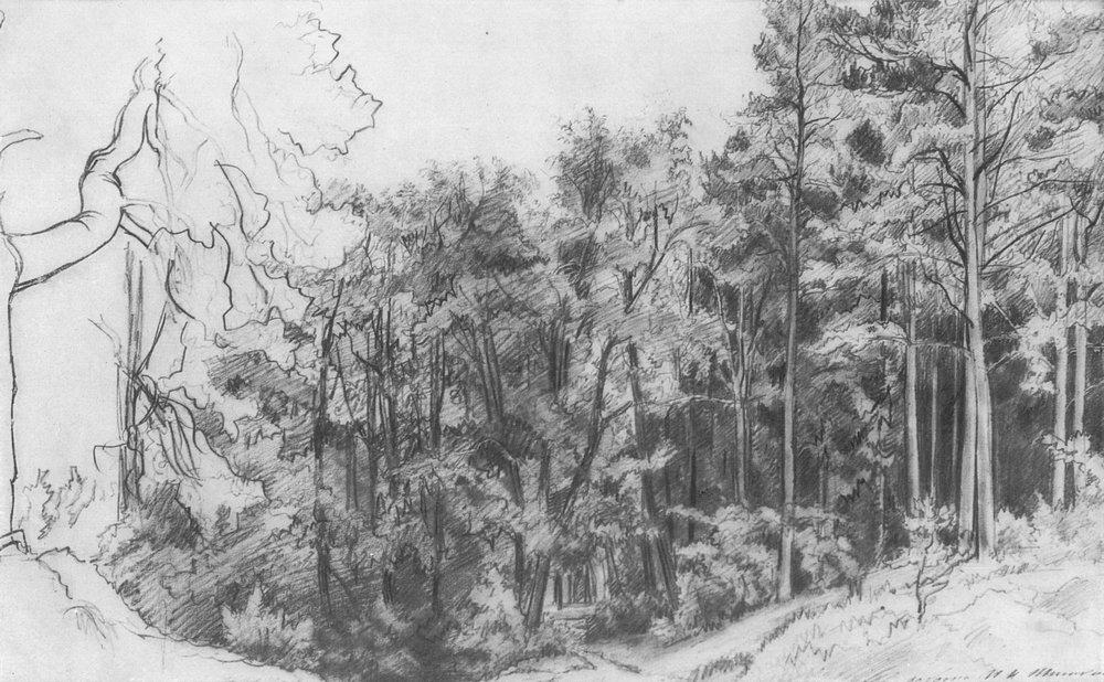 Image result for sketch of forest