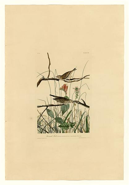 Plate 109 Savannah Finch - John James Audubon