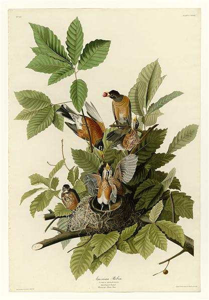 Plate 131 American Robin - John James Audubon