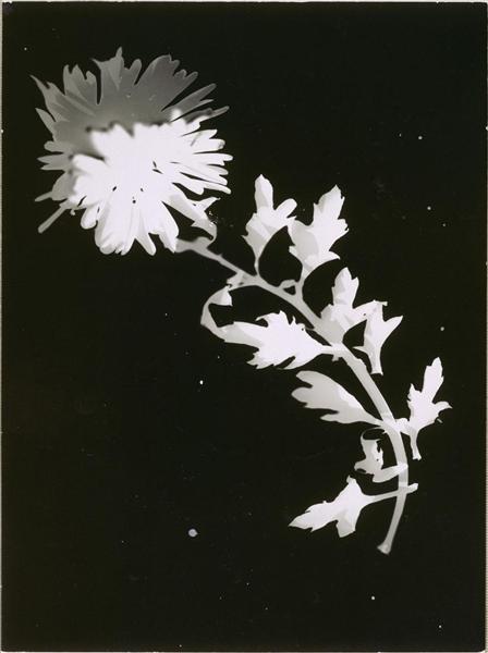 Flower, c.1925 - Laszlo Moholy-Nagy