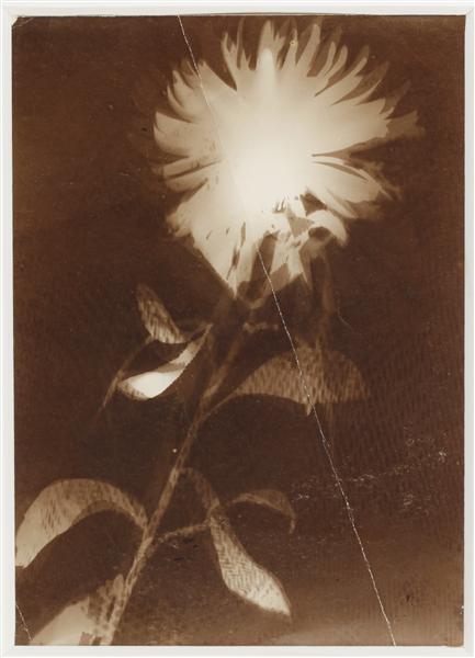 Untitled [flower], c.1925 - László Moholy-Nagy