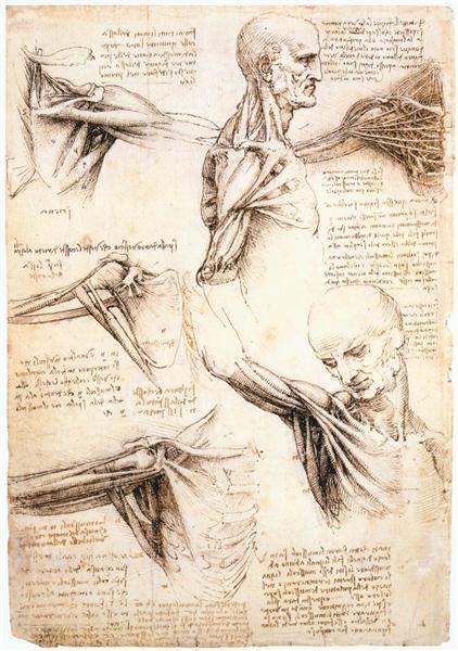 Анатомічні дослідження плеча, c.1510 - Леонардо да Вінчі