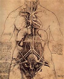 Drawing of a Woman's Torso - Леонардо да Винчи