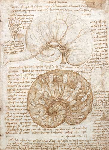 Drawing of the uterus of a pregnant cow, 1508 - Leonardo da Vinci