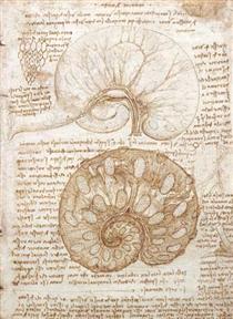 Drawing of the uterus of a pregnant cow - Leonardo da Vinci