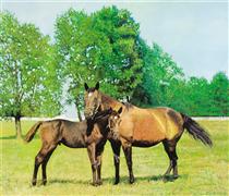 Cavalos - Malcolm Morley
