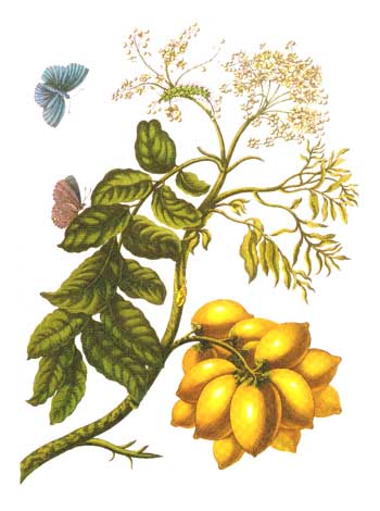 from Metamorphosis insectorum Surinamensium, Plate XIII. (Spondias purpurea), 1705 - Anna Maria Sibylla Merian