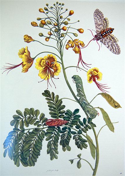 from Metamorphosis insectorum Surinamensium, Plate XLV, 1705 - Maria Sibylla Merian