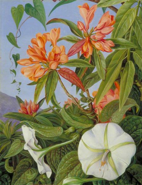 A Javan Rhododendron and Ipomoea, 1876 - Marianne North