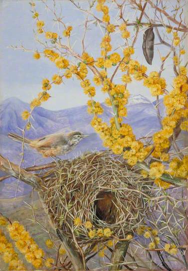 Armed Bird's Nest in Acacia Bush, Chile - Marianne North