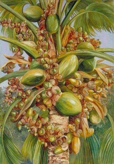 Female Coco de Mer Bearing Fruit Covered with Small Green Lizards - Marianne North
