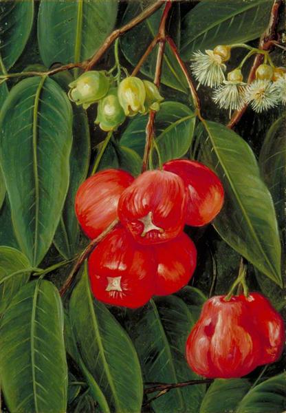 Flowers and Fruit of the Jamboa Boll, Java, 1876 - Марианна Норт