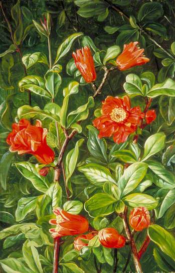 Flowers of the Pomegranate, Painted in Teneriffe - Marianne North