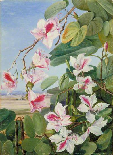 Foliage, Flowers and Fruit of a Common Indian Forest Tree - Marianne North