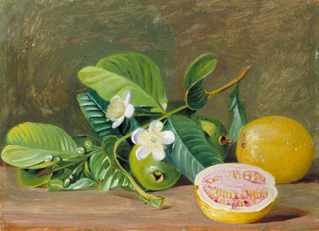 Foliage, Flowers and Fruit of a Variety of Guava - Marianne North