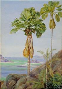 Male and Female Trees of the Coco de Mer in Praslin - Marianne North