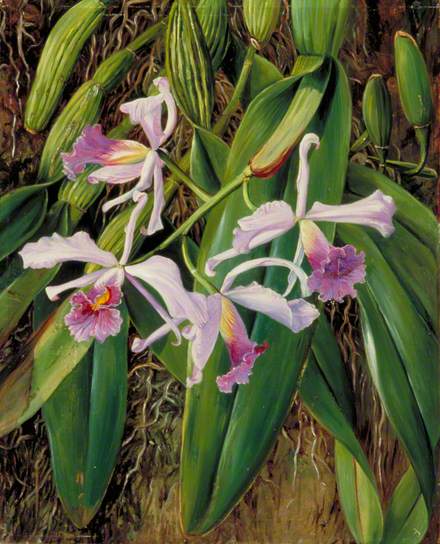 Pink Orchid - Marianne North