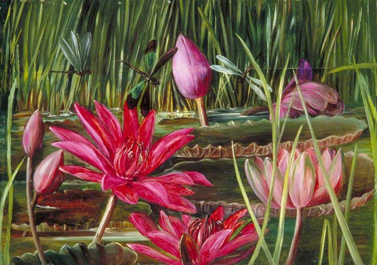 Red Water Lily of Southern India, 1878 - Marianne North