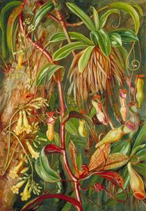 Seychelles Pitcher Plant and Bilimb Marron - Marianne North