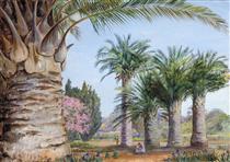 Specimens of the Coquito Palm of Chile in Camden Park, New South Wales - Marianne North