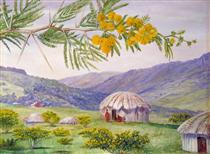 The South African Doornboom and Fingo Huts - Marianne North
