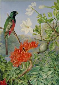 Two Flowering Shrubs of Natal and a Trogon - Marianne North