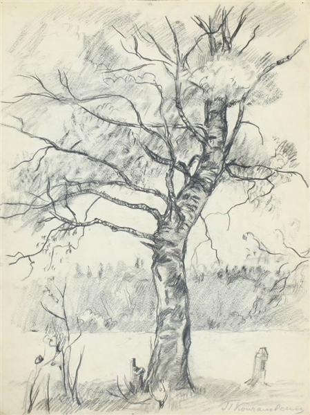 Birch tree, 1926 - Петро Кончаловський