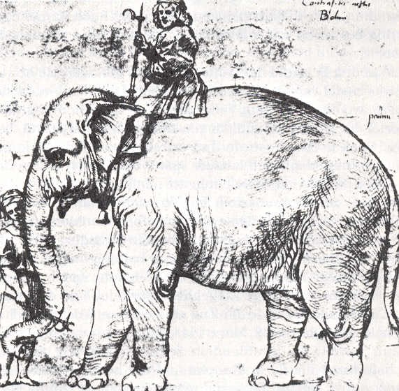 Hanno, The Pope’s Leo X Elephant, 1514 - 1516 - 拉斐爾